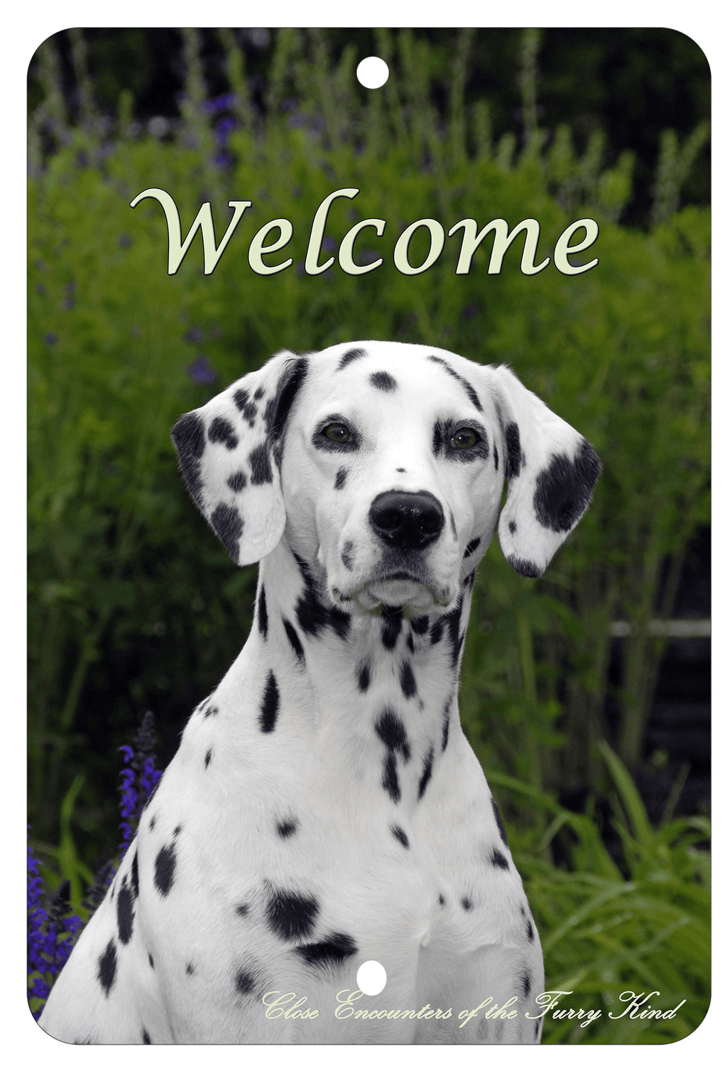 Dalmatian Best Of Breed Aluminium Indoor/Outdoor Sign
