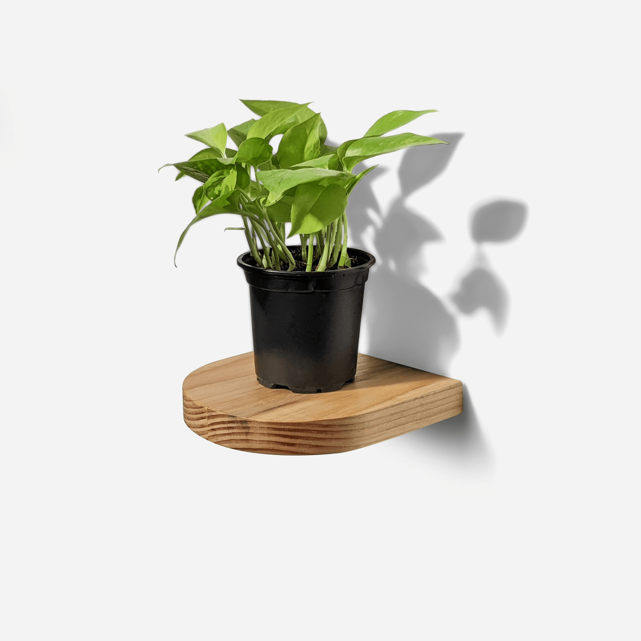 Rainbow Plant Shelf - Handmade Wooden Wall Decor-8
