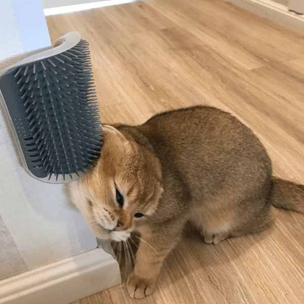 Cat Self-Grooming and Massaging Brush