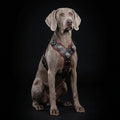 The "Eros" harness black & red