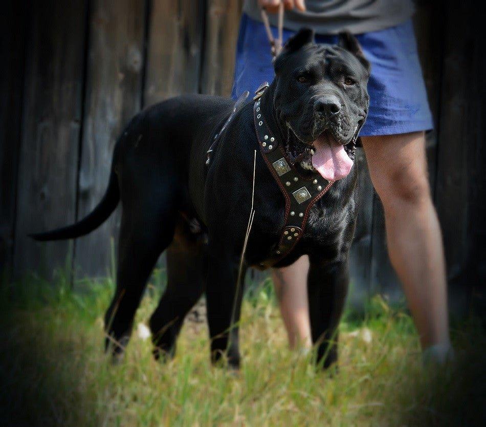 The "Eros" harness black & red