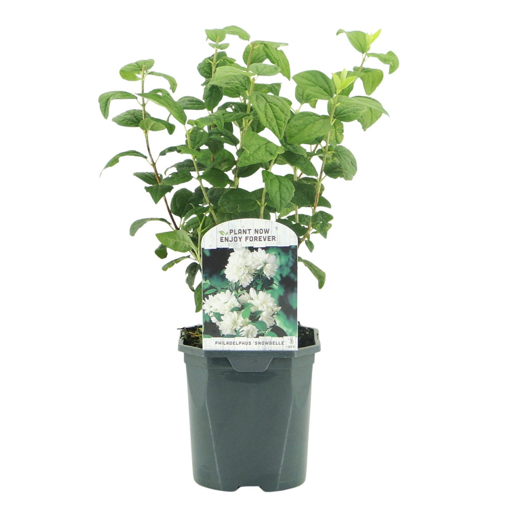 Bauernjasmin Philadelphus Snowbelle – Duftende Weiße Blüten – Wenig Pflege – 17cm Höhe 45cm – Für Garten, Terrasse & Balkon