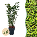 Ovalblättriger Liguster Ligustrum ovalifolium – Immergrün – Heckenpflanze – Blatt Grün – 6 Pflanzen – 1m laufend – Pflegeleicht – 17cm Höhe 55cm