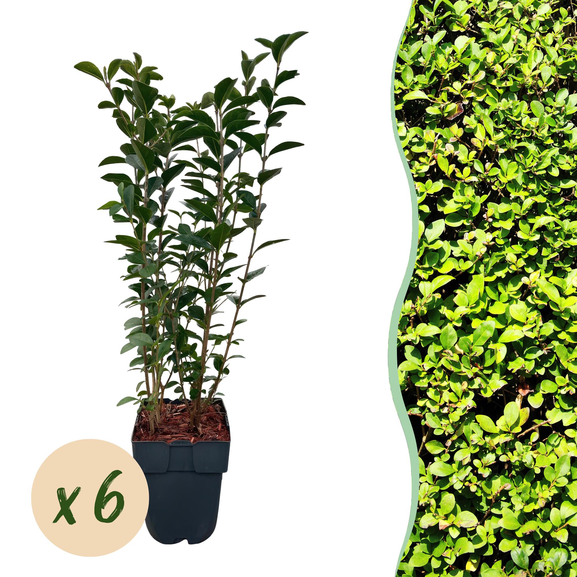 Ovalblättriger Liguster Ligustrum ovalifolium – Immergrün – Heckenpflanze – Blatt Grün – 6 Pflanzen – 1m laufend – Pflegeleicht – 17cm Höhe 55cm