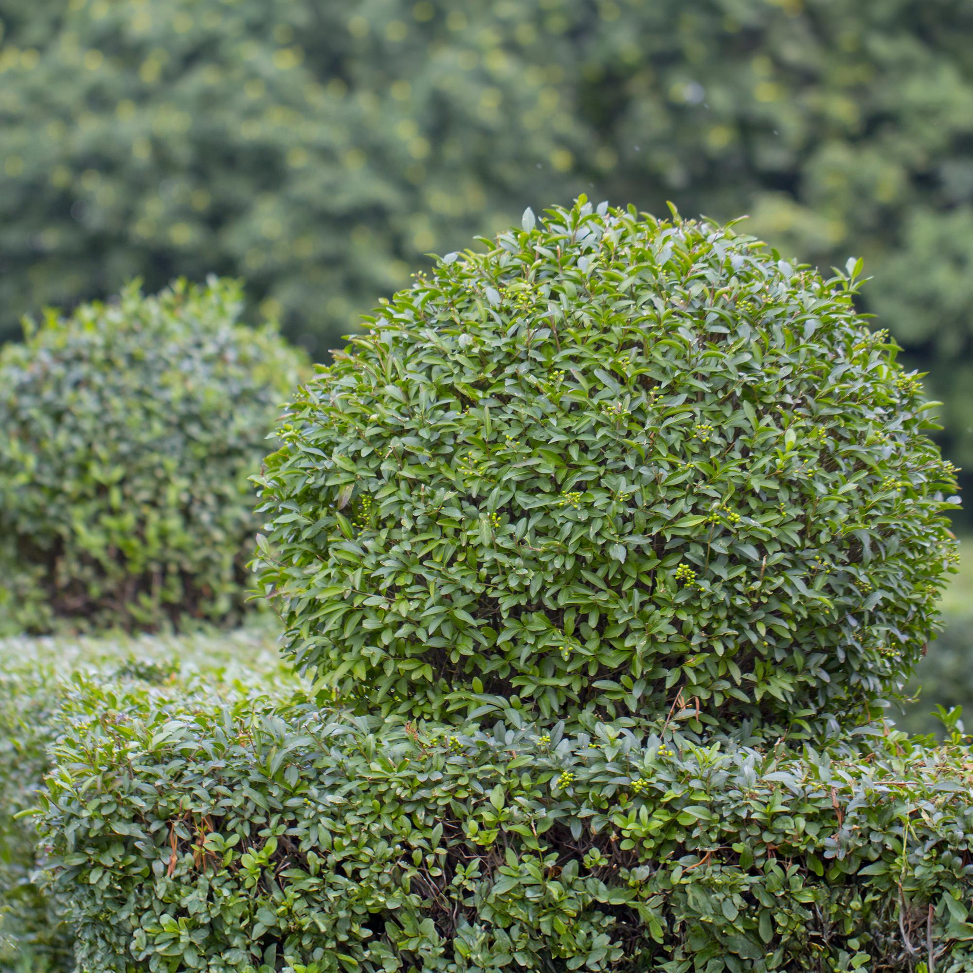 Ovalblättriger Liguster Ligustrum ovalifolium – Immergrün – Heckenpflanze – Blatt Grün – 6 Pflanzen – 1m laufend – Pflegeleicht – 17cm Höhe 55cm