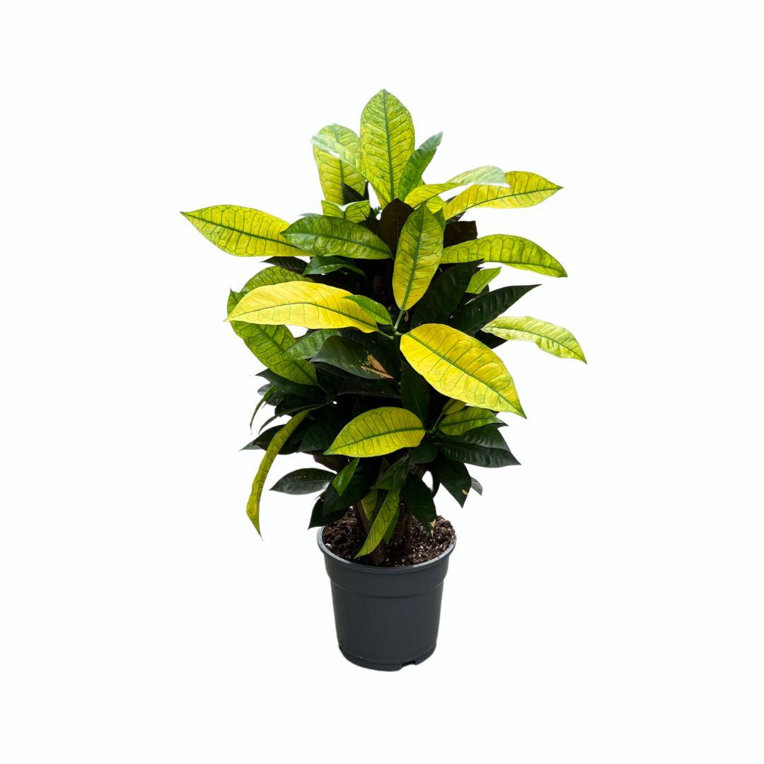 Wunderstrauch Croton Mrs. Iceton – Zimmerpflanze Ø17cm ca. 65cm hoch – Buntlaubige Tropenpflanze – Pflegeleicht & dekorativ – Für helle Innenräume