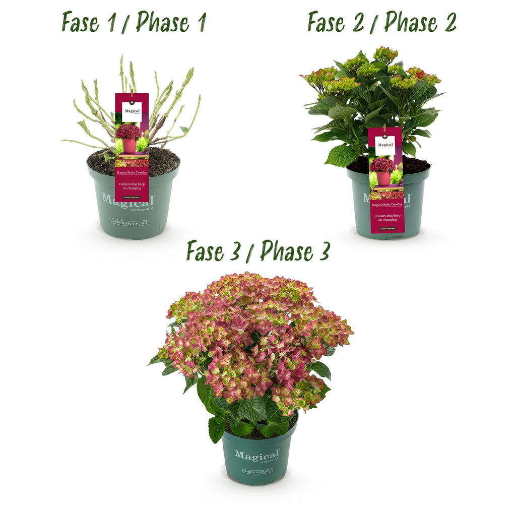 Hortensie Magical Ruby Tuesday & Saphire – 2 Pflanzen – Hydrangea macrophylla – 23cm – Ca. 55cm hoch – 6-10 Blüten – Für Balkon, Terrasse & Beet
