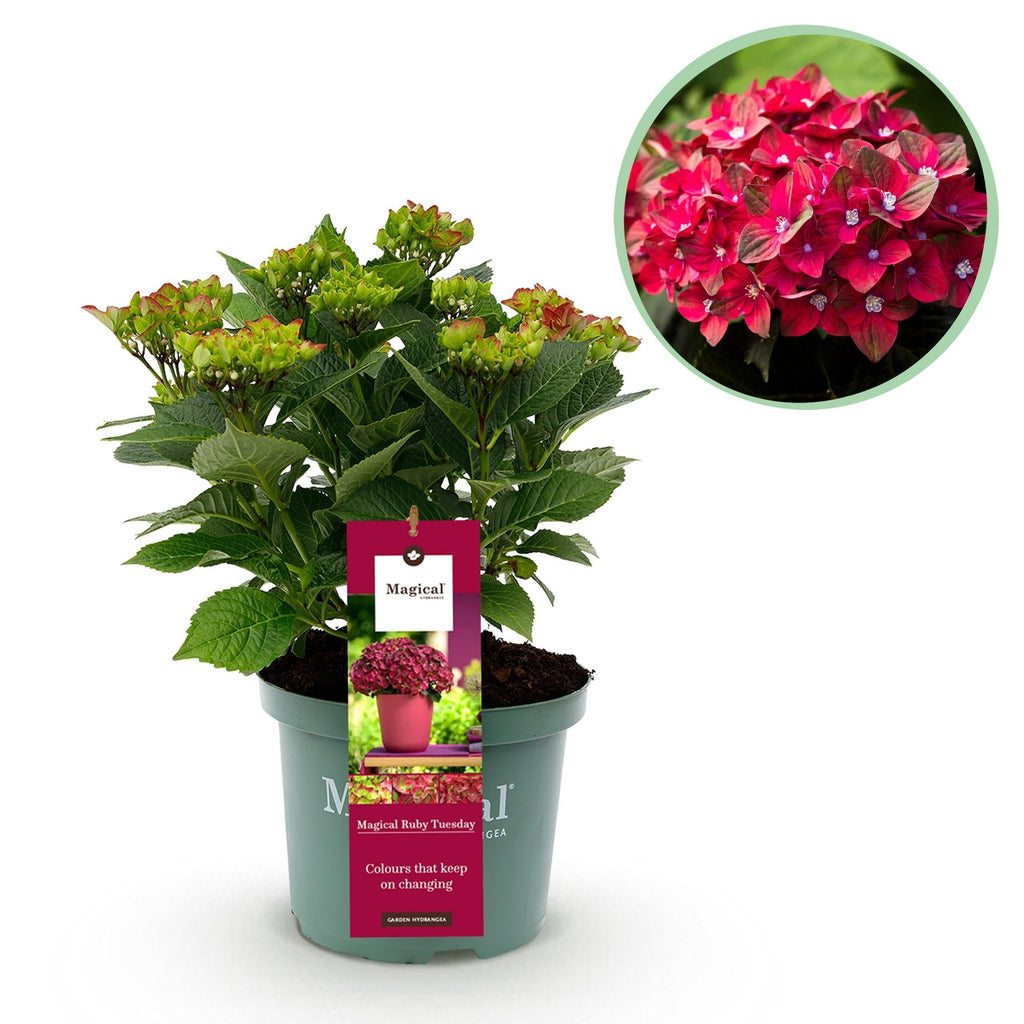 Hortensie Magical Ruby Tuesday & Saphire – 2 Pflanzen – Hydrangea macrophylla – 23cm – Ca. 55cm hoch – 6-10 Blüten – Für Balkon, Terrasse & Beet