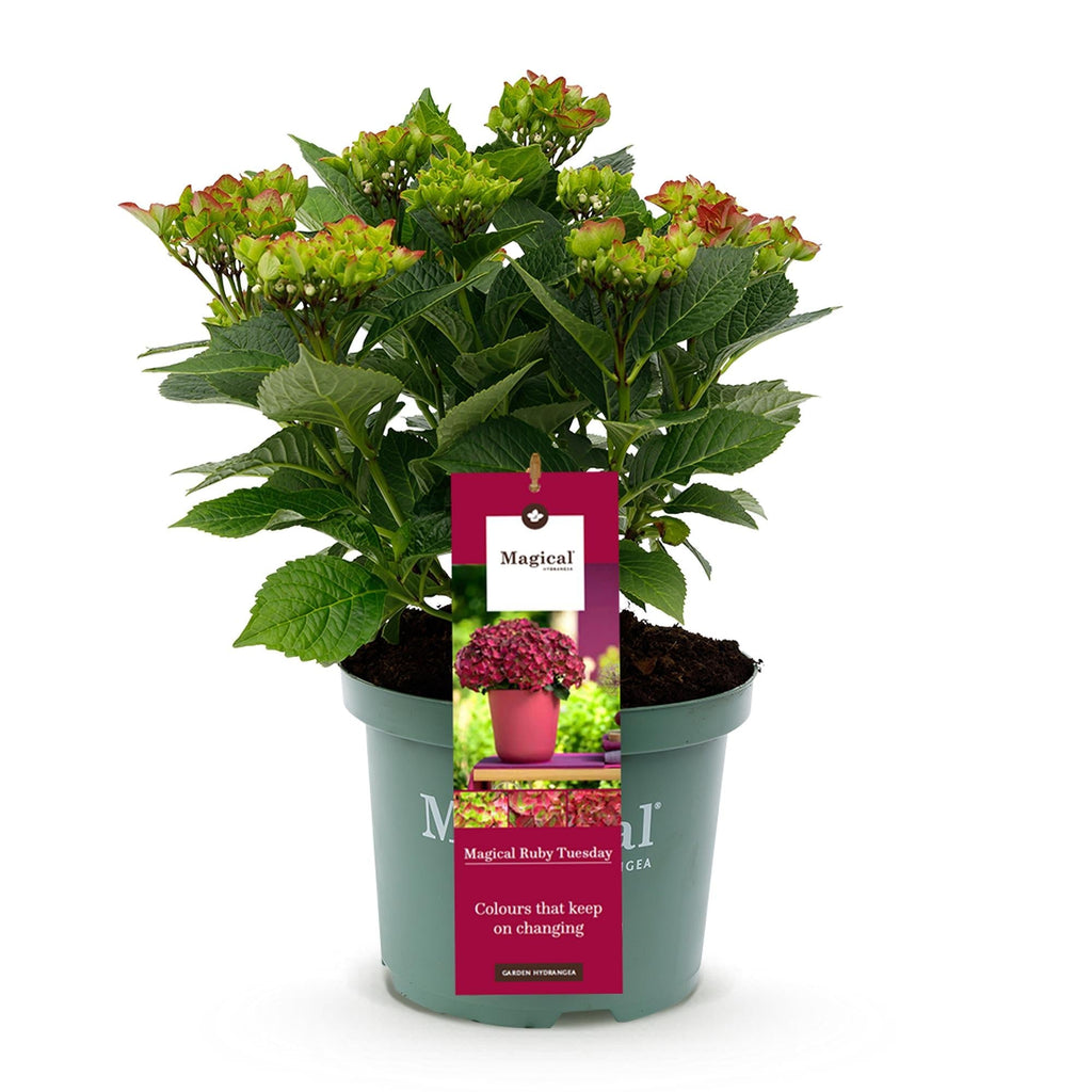 Hortensie Magical Ruby Tuesday & Saphire – 2 Pflanzen – Hydrangea macrophylla – 23cm – Ca. 55cm hoch – 6-10 Blüten – Für Balkon, Terrasse & Beet