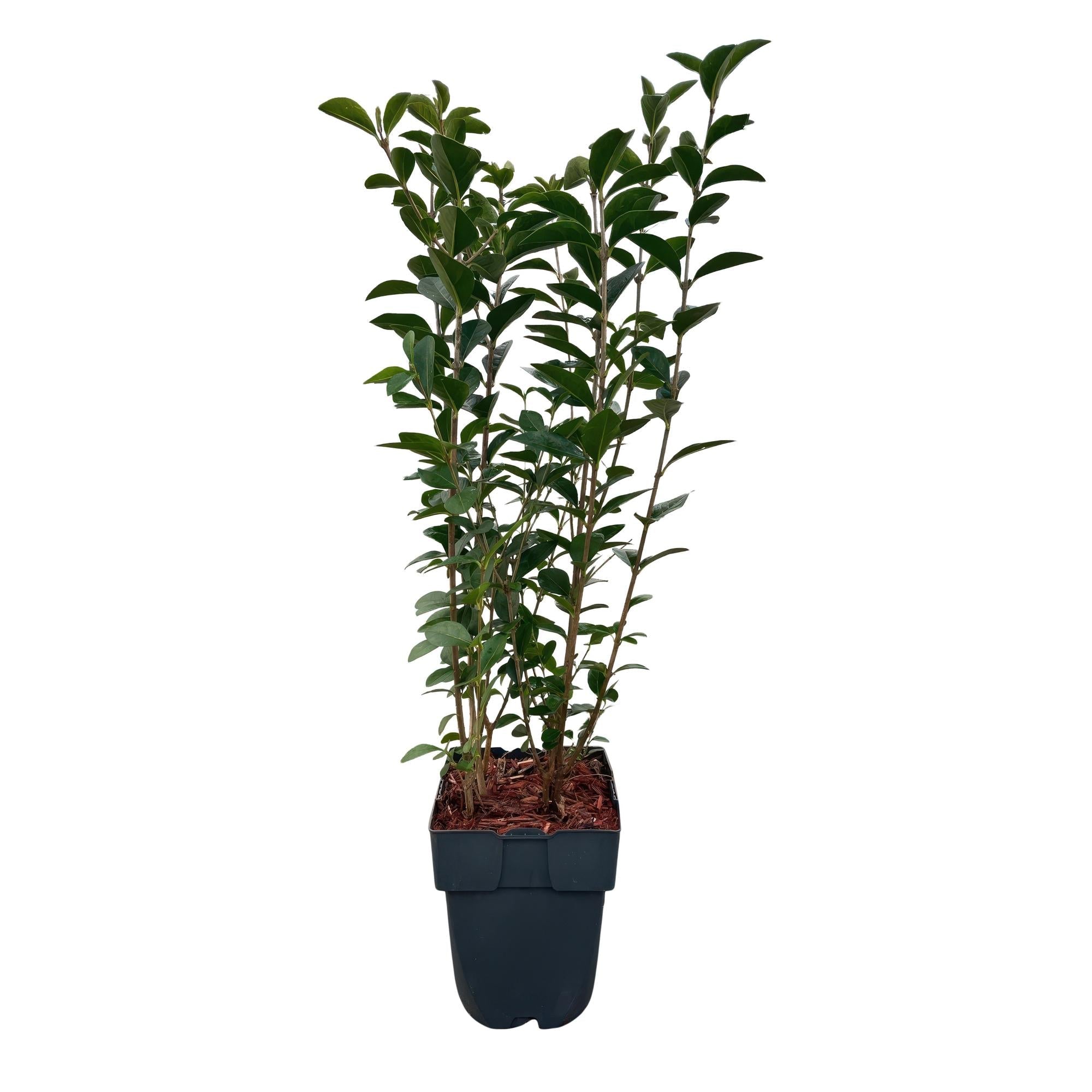 Ovalblättriger Liguster Ligustrum ovalifolium – Immergrün – Heckenpflanze – Blatt Grün – 6 Pflanzen – 1m laufend – Pflegeleicht – 17cm Höhe 55cm