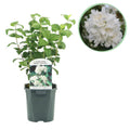 Bauernjasmin Philadelphus Snowbelle – Duftende Weiße Blüten – Wenig Pflege – 17cm Höhe 45cm – Für Garten, Terrasse & Balkon
