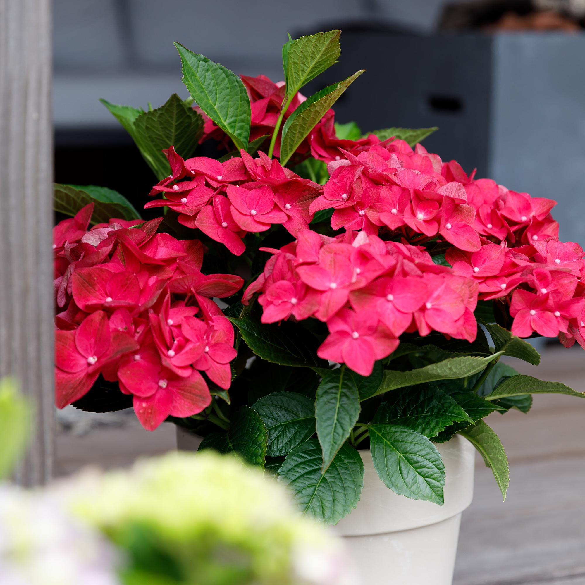 Hortensie Magical Ruby Tuesday & Saphire – 2 Pflanzen – Hydrangea macrophylla – 23cm – Ca. 55cm hoch – 6-10 Blüten – Für Balkon, Terrasse & Beet