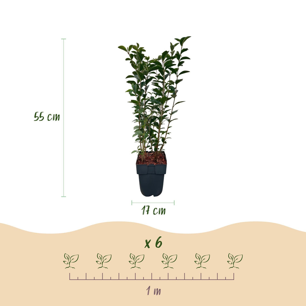 Ovalblättriger Liguster Ligustrum ovalifolium – Immergrün – Heckenpflanze – Blatt Grün – 6 Pflanzen – 1m laufend – Pflegeleicht – 17cm Höhe 55cm