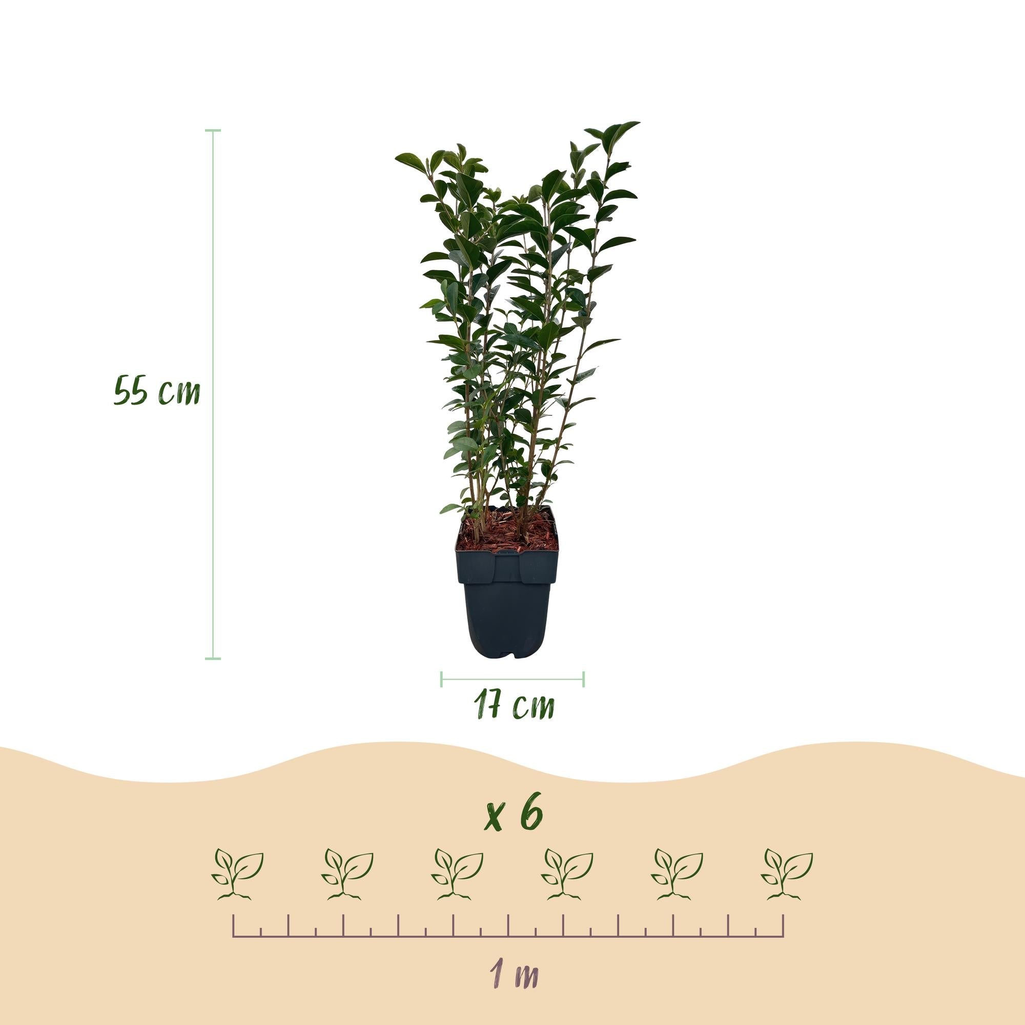 Ovalblättriger Liguster Ligustrum ovalifolium – Immergrün – Heckenpflanze – Blatt Grün – 6 Pflanzen – 1m laufend – Pflegeleicht – 17cm Höhe 55cm