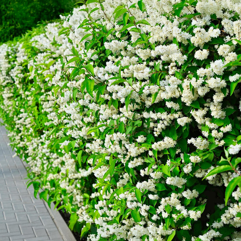 Bauernjasmin Philadelphus Snowbelle – Duftende Weiße Blüten – Wenig Pflege – 17cm Höhe 45cm – Für Garten, Terrasse & Balkon