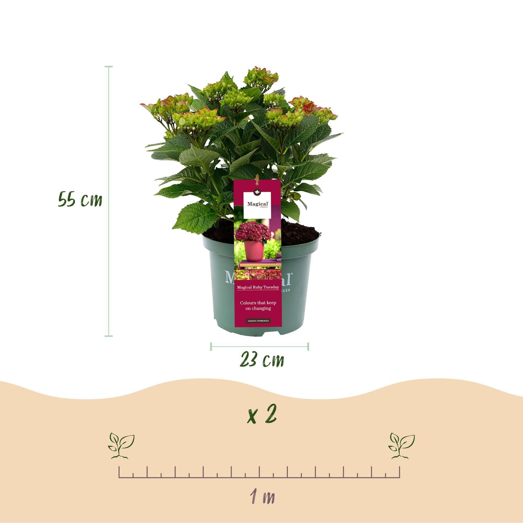 Hortensie Magical Ruby Tuesday & Saphire – 2 Pflanzen – Hydrangea macrophylla – 23cm – Ca. 55cm hoch – 6-10 Blüten – Für Balkon, Terrasse & Beet