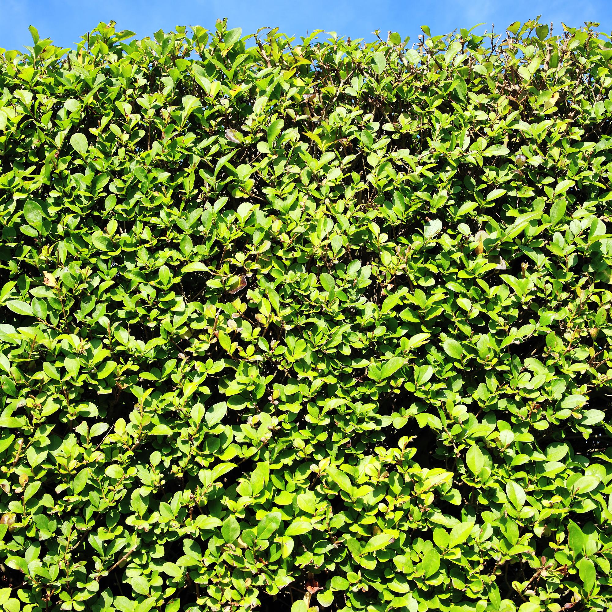 Ovalblättriger Liguster Ligustrum ovalifolium – Immergrün – Heckenpflanze – Blatt Grün – 6 Pflanzen – 1m laufend – Pflegeleicht – 17cm Höhe 55cm