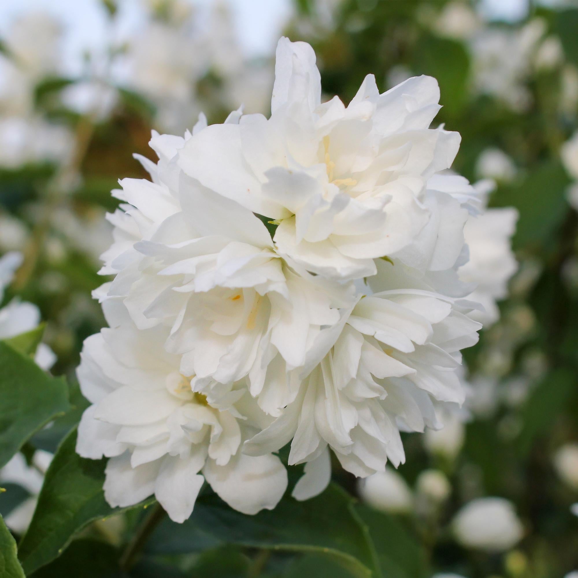 Bauernjasmin Philadelphus Snowbelle – Duftende Weiße Blüten – Wenig Pflege – 17cm Höhe 45cm – Für Garten, Terrasse & Balkon