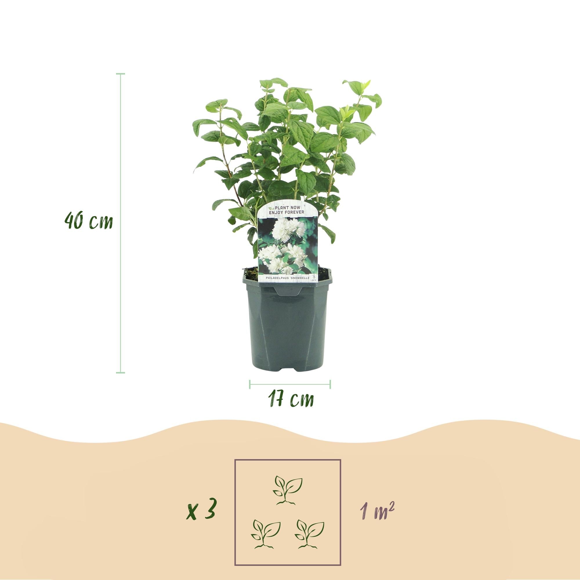 Bauernjasmin Philadelphus Snowbelle – Duftende Weiße Blüten – Wenig Pflege – 17cm Höhe 45cm – Für Garten, Terrasse & Balkon