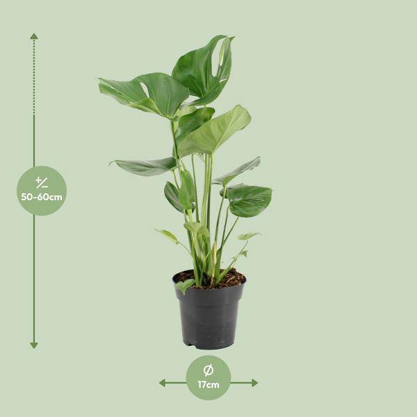 Köstliches Fensterblatt – Monstera Deliciosa – pflegeleichte Zimmerpflanze – Ø17cm – ca. 60cm hoch – dekorative Grünpflanze mit großen Blättern