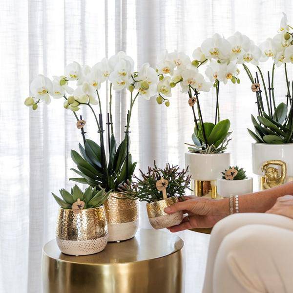 Elite Pflanztopf Gold Ø12cm – glänzender Keramik Übertopf – luxuriöser Blumentopf für Zimmerpflanzen & Kräuter – Topf für Fensterbank, Tisch & Regal